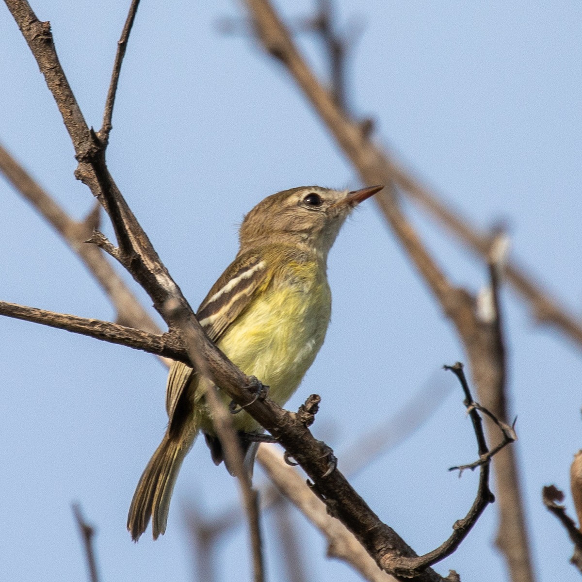 Slender-billed Tyrannulet - ML177634421