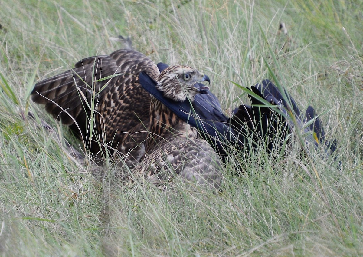 American Goshawk - ML177634981