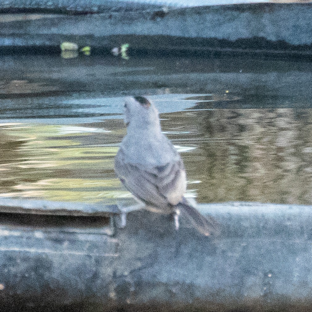 Pileated Finch - ML177635391