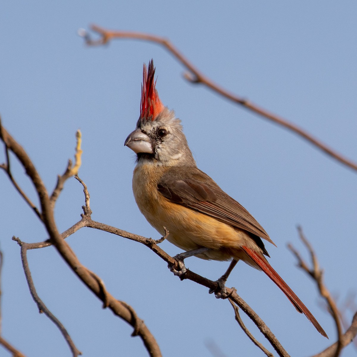 Cardinal vermillon - ML177635591