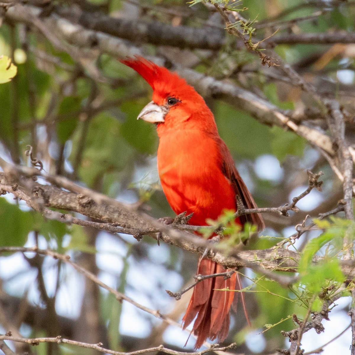 Cardinal vermillon - ML177635721