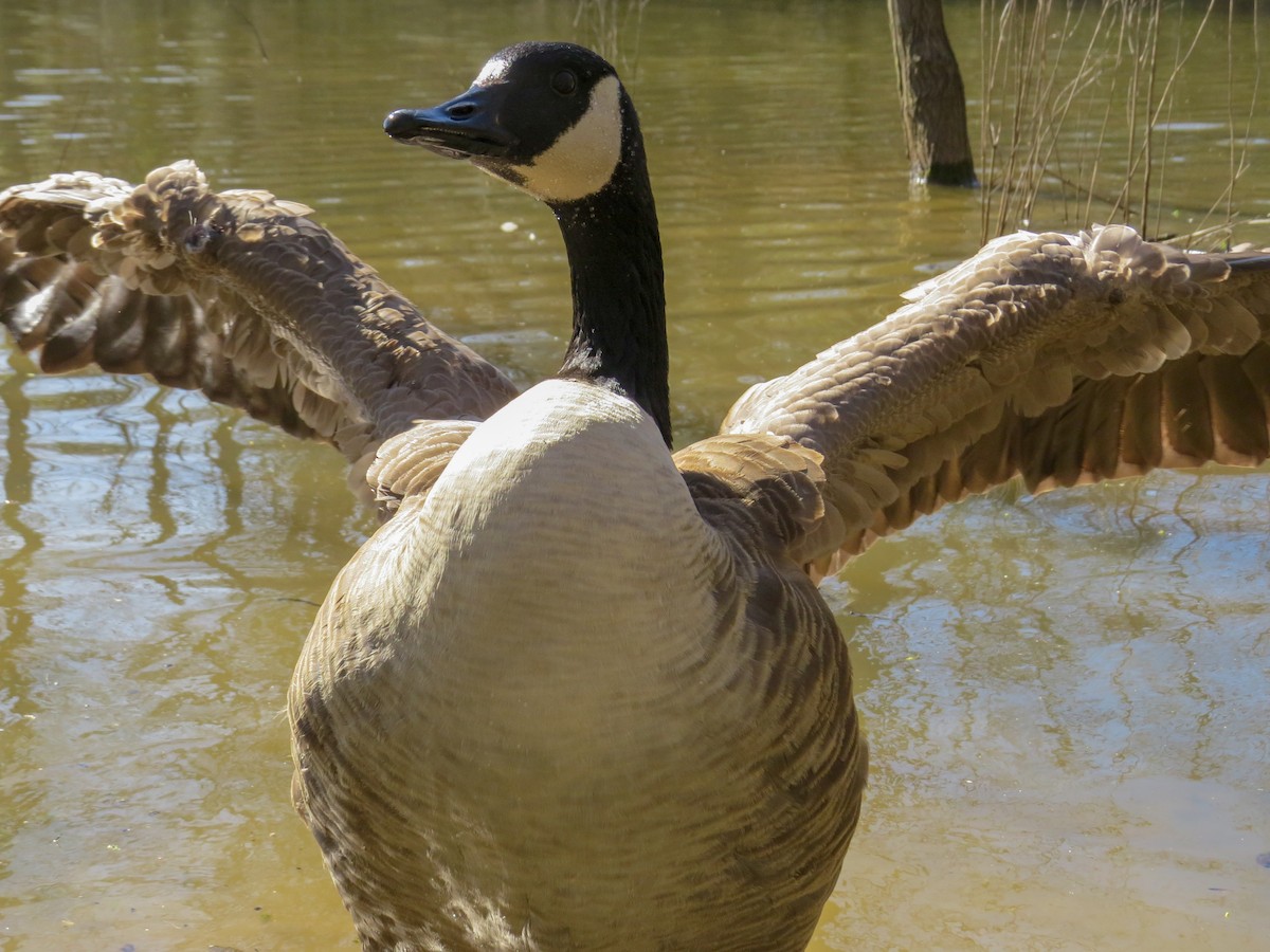 Canada Goose - ML177635921