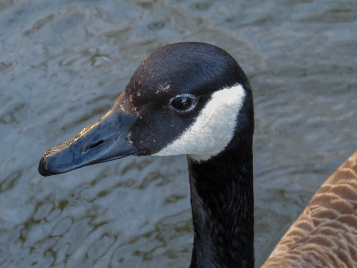Canada Goose - ML177635941
