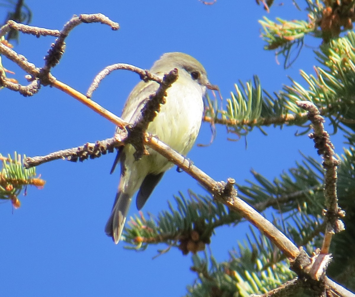 Hammond's Flycatcher - ML177637091