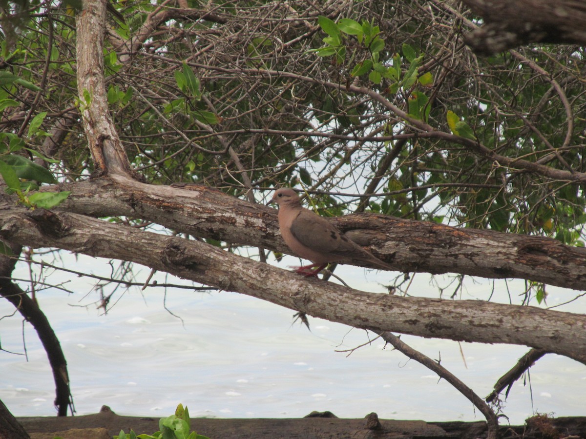 Eared Dove - Katalina Gutiérrez Hernández