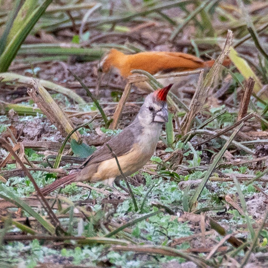 Vermilion Cardinal - ML177637381