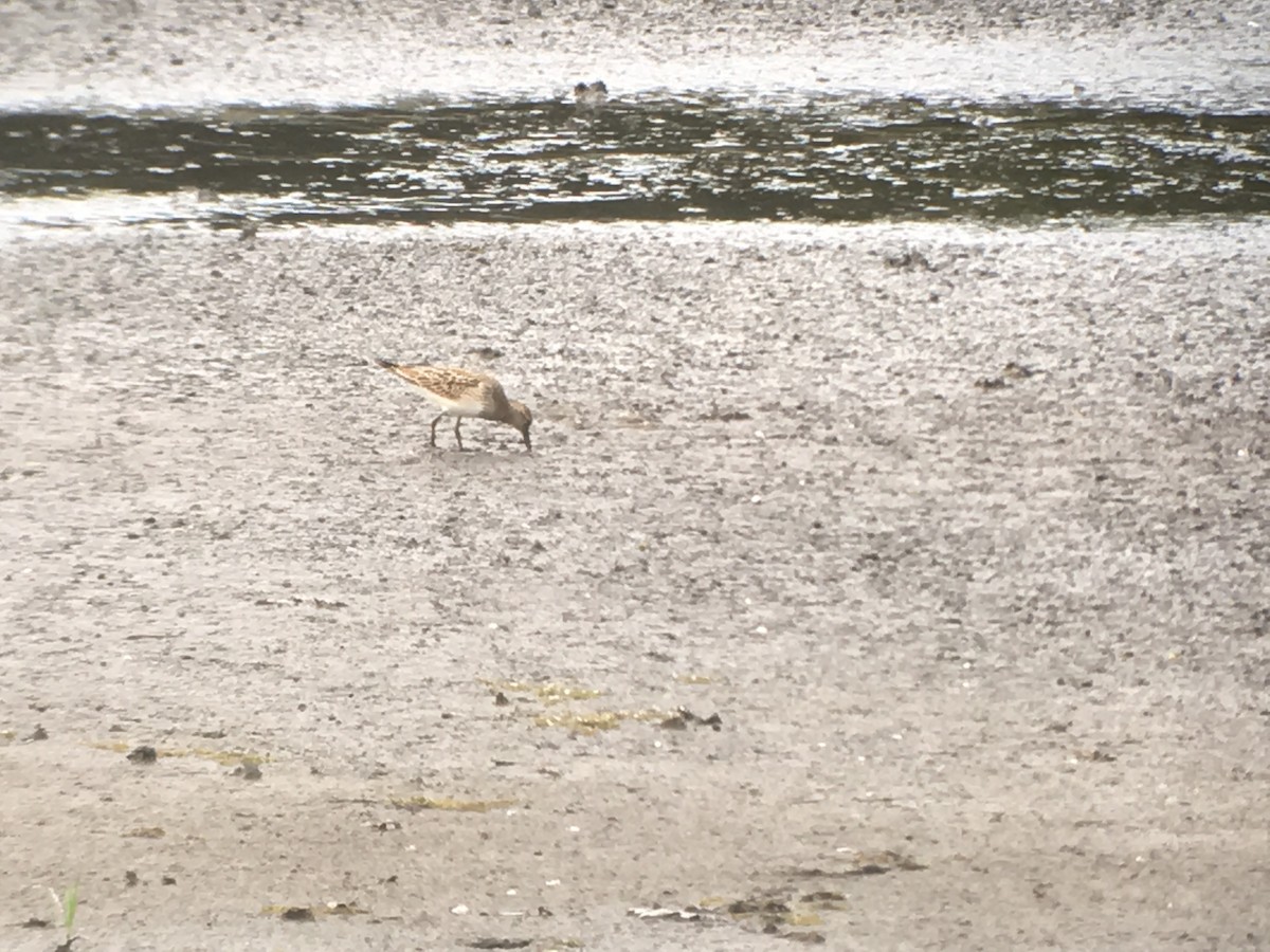 Çizgili Kumkuşu - ML177637701