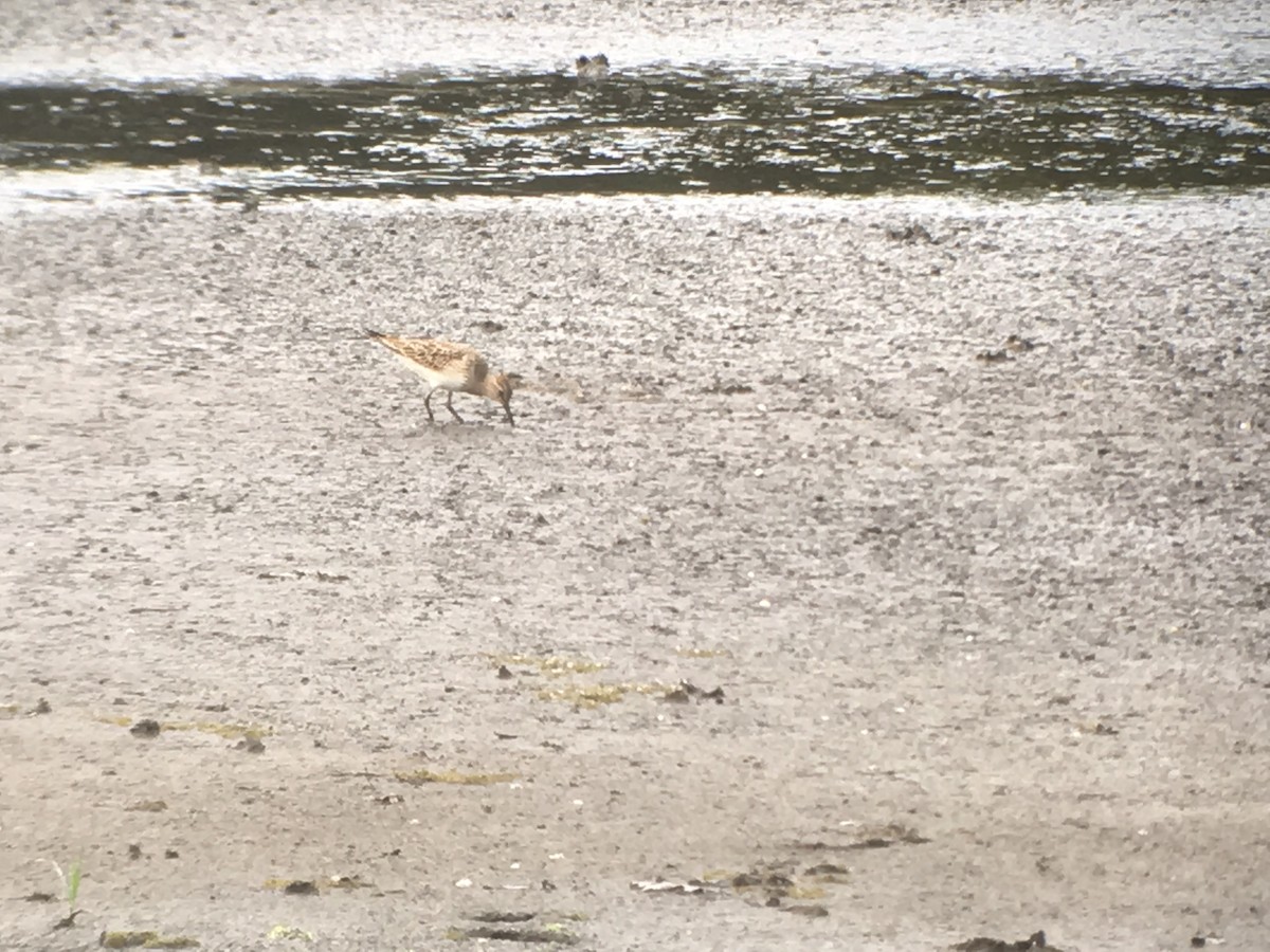 Çizgili Kumkuşu - ML177637711