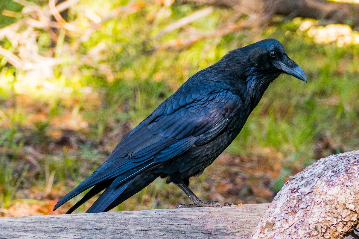 Common Raven - Andrea C