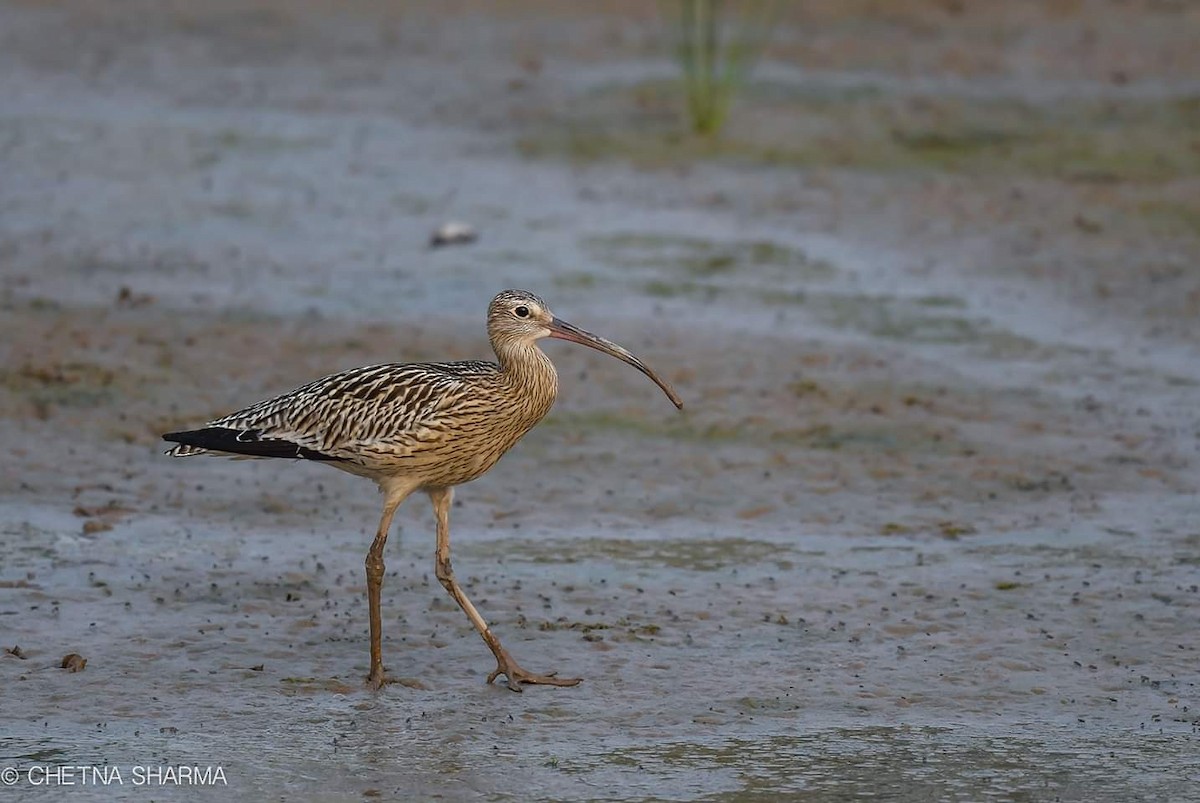 Eurasian Curlew - ML177645611