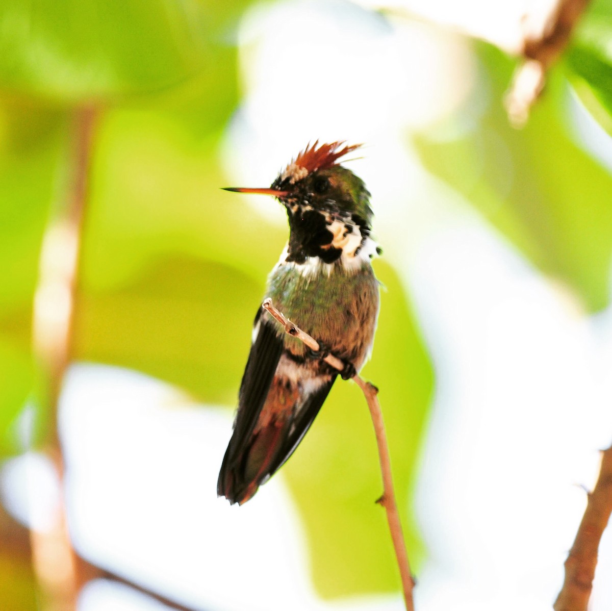 Dot-eared Coquette - ML177647411