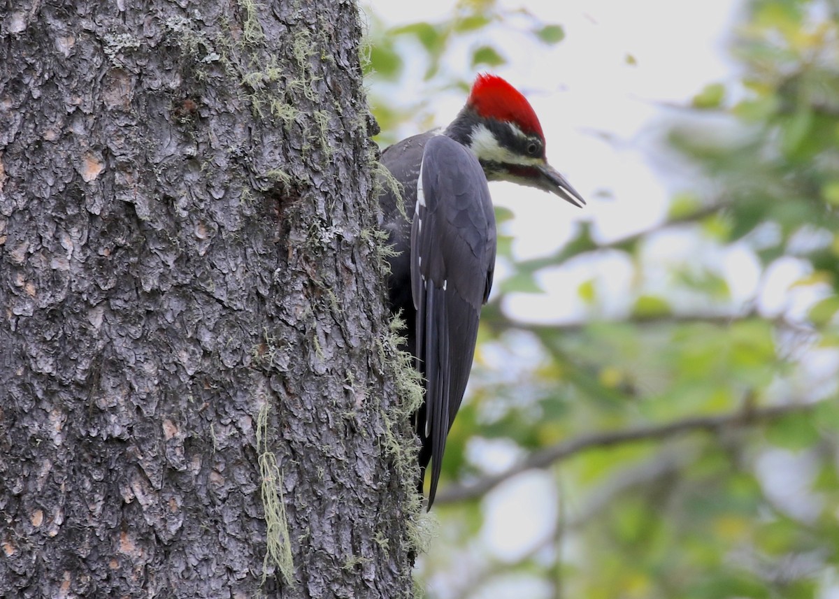 Pileated Woodpecker - Jon Isacoff