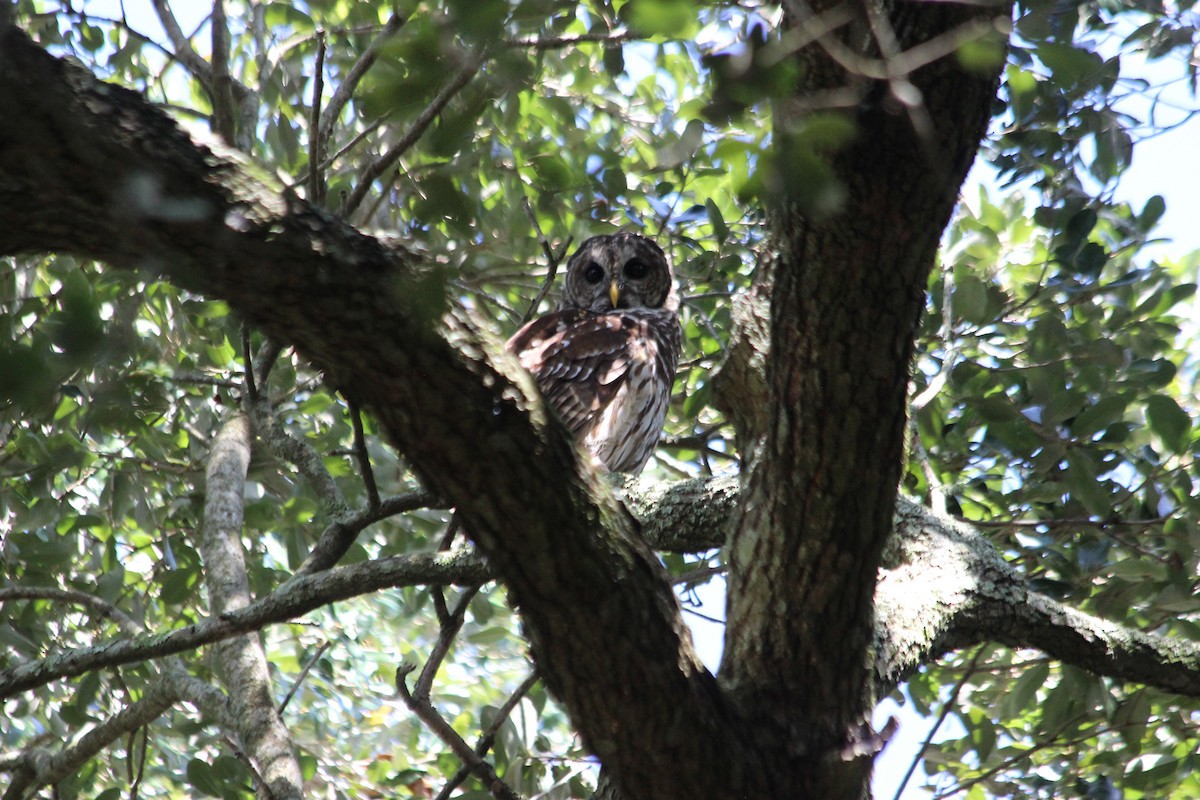 Barred Owl - ML177649191