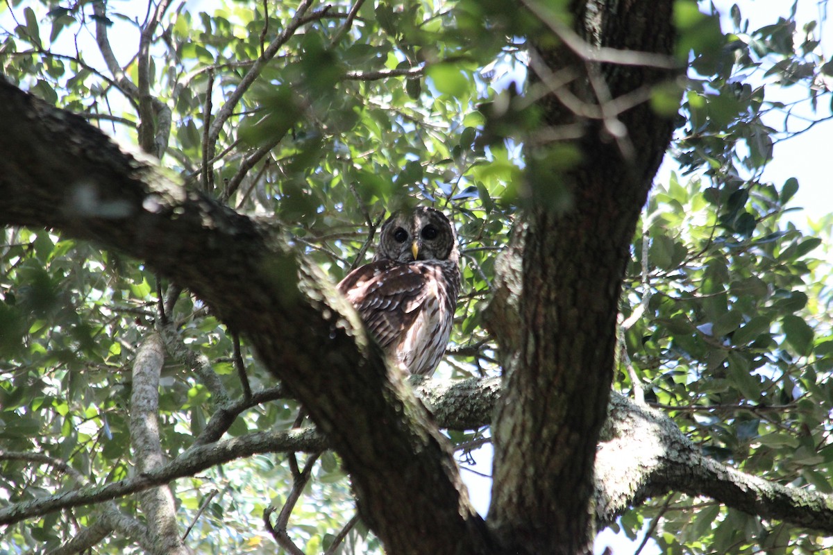 Barred Owl - ML177649211