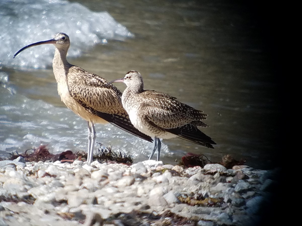 Long-billed Curlew - ML177649261