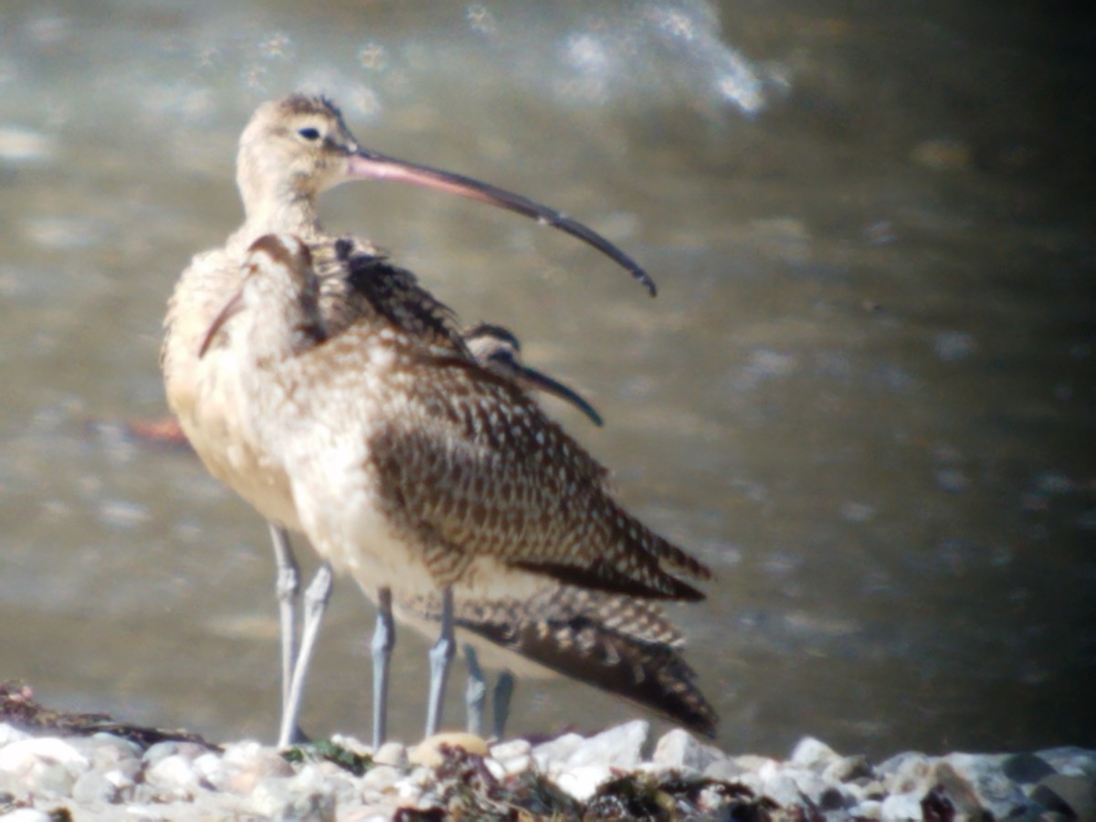 Long-billed Curlew - ML177649481