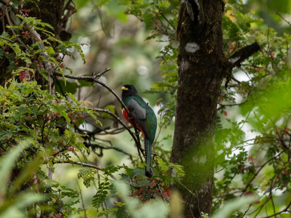 Collared Trogon - ML177650231