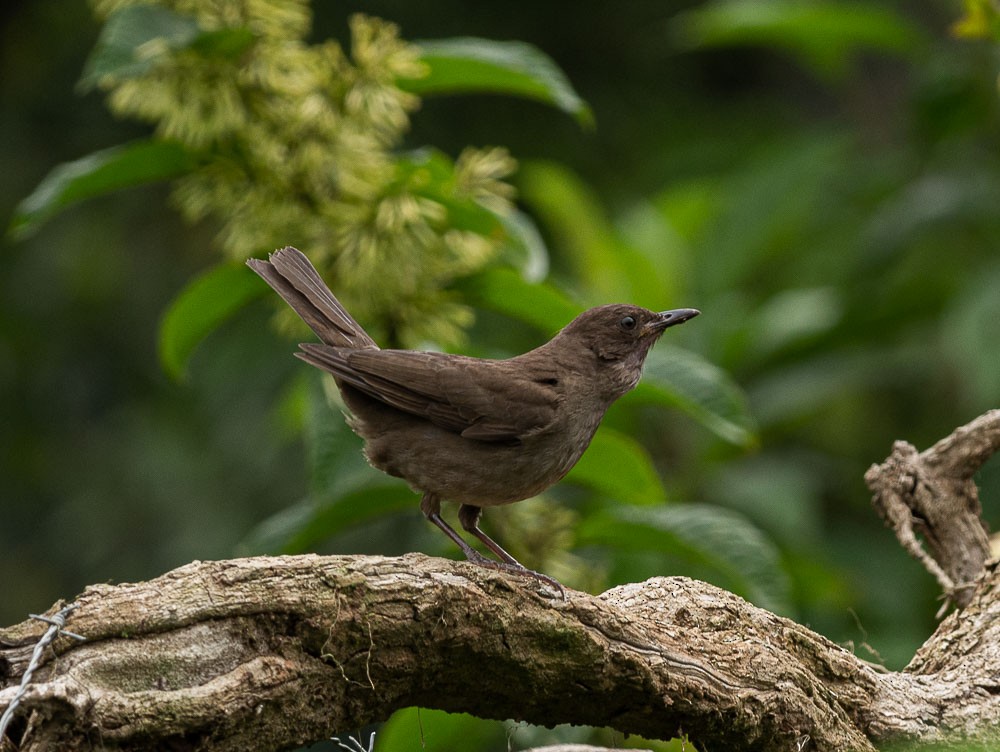 Mountain Thrush - ML177650691