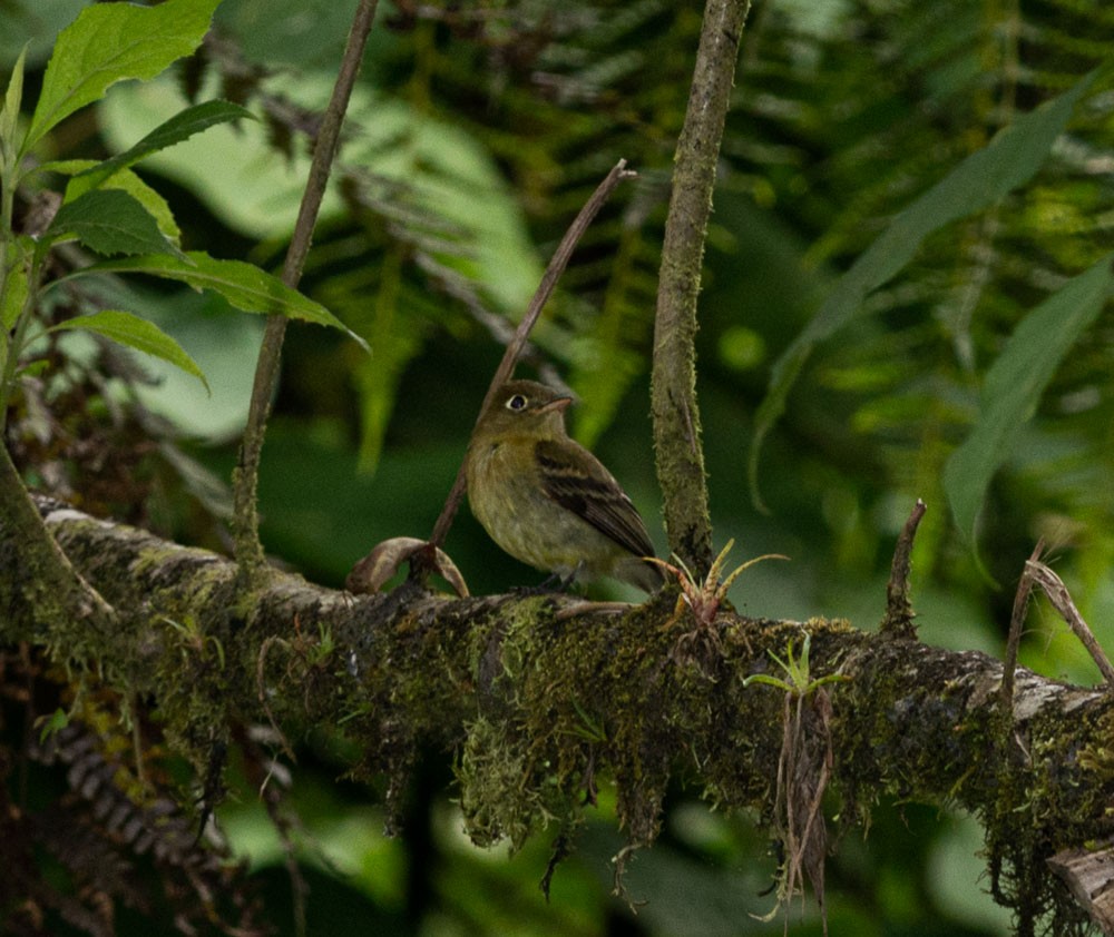 Yellowish Flycatcher - ML177651601