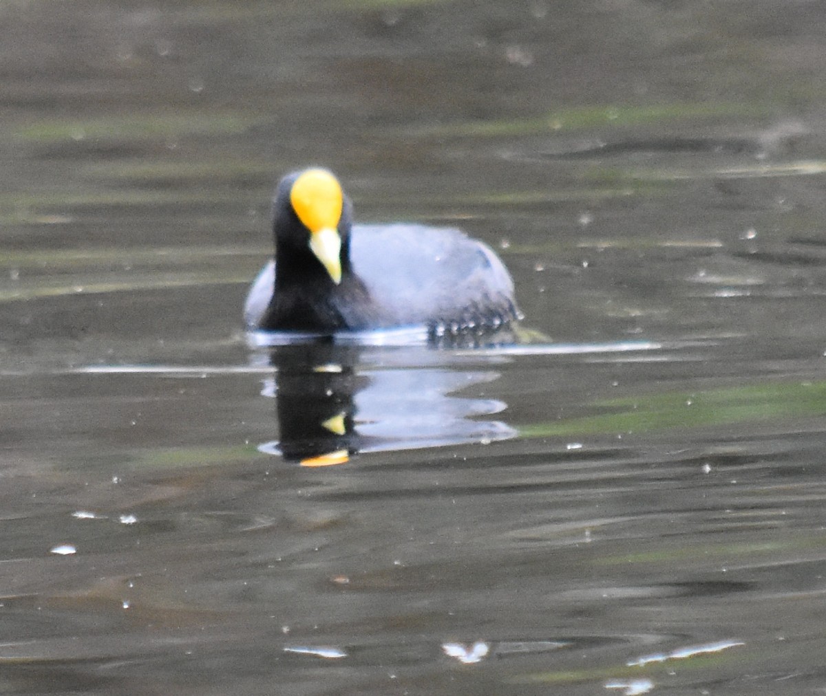 White-winged Coot - ML177651641
