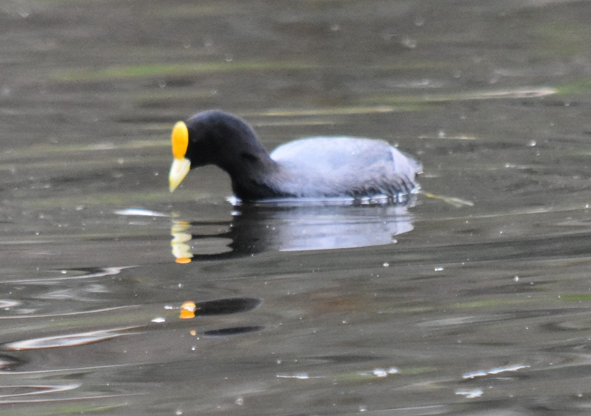 White-winged Coot - ML177651681