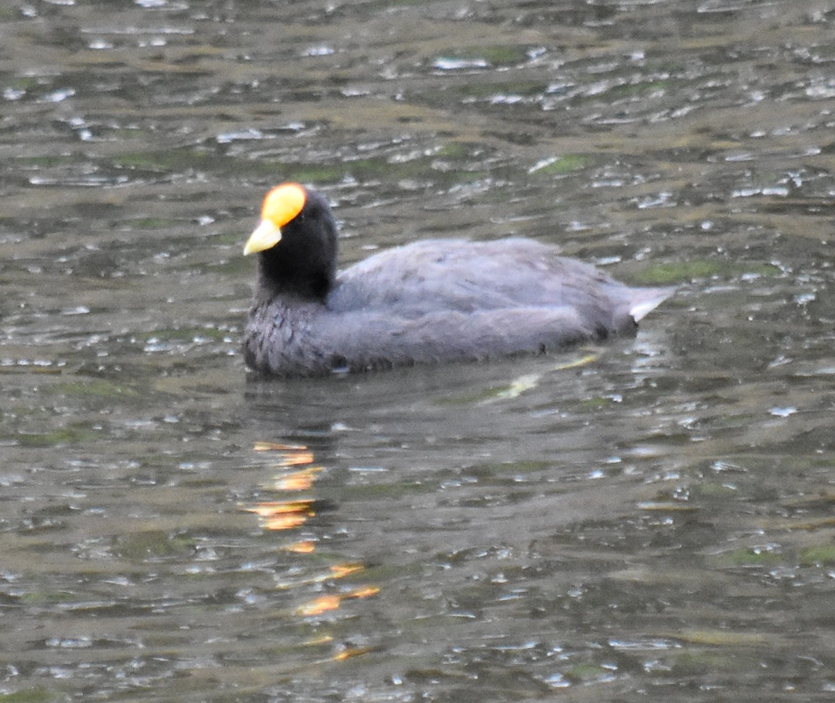 White-winged Coot - ML177651701