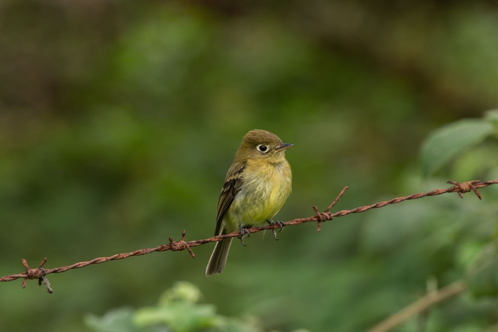 Yellowish Flycatcher - ML177652311