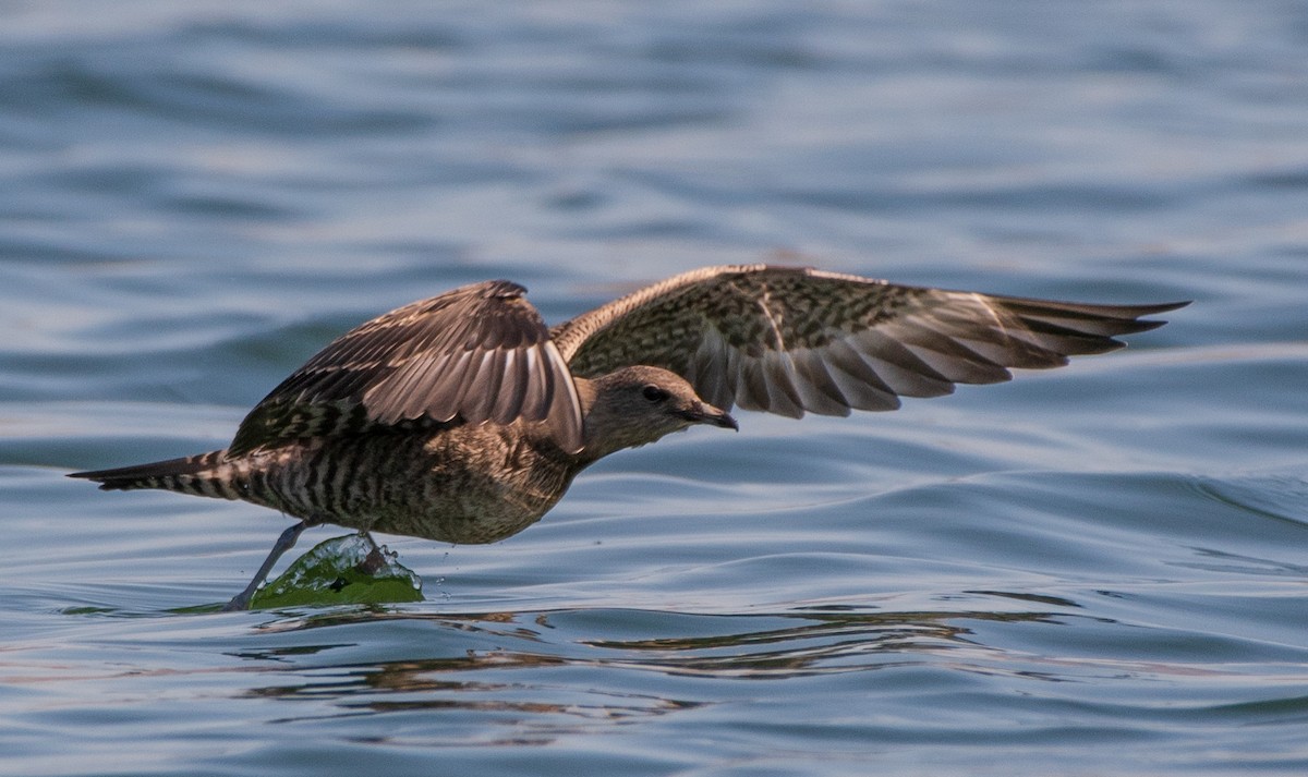 Long-tailed Jaeger - ML177652751