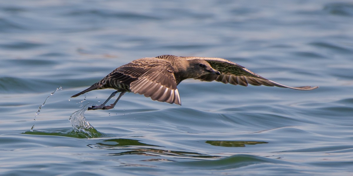 Long-tailed Jaeger - ML177652781