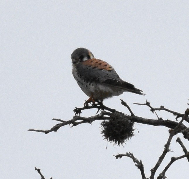 American Kestrel - ML177653041