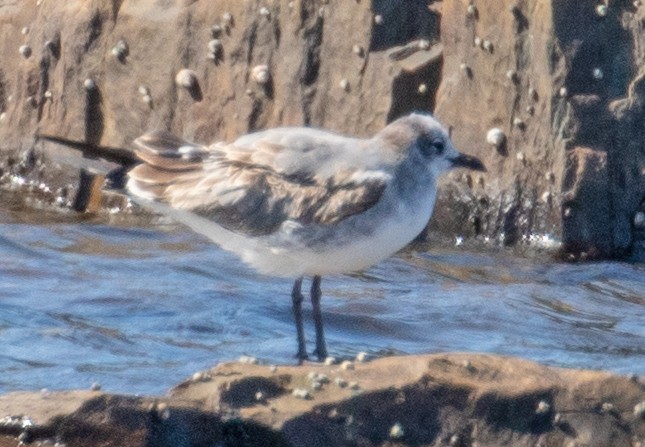 Laughing Gull - ML177653541