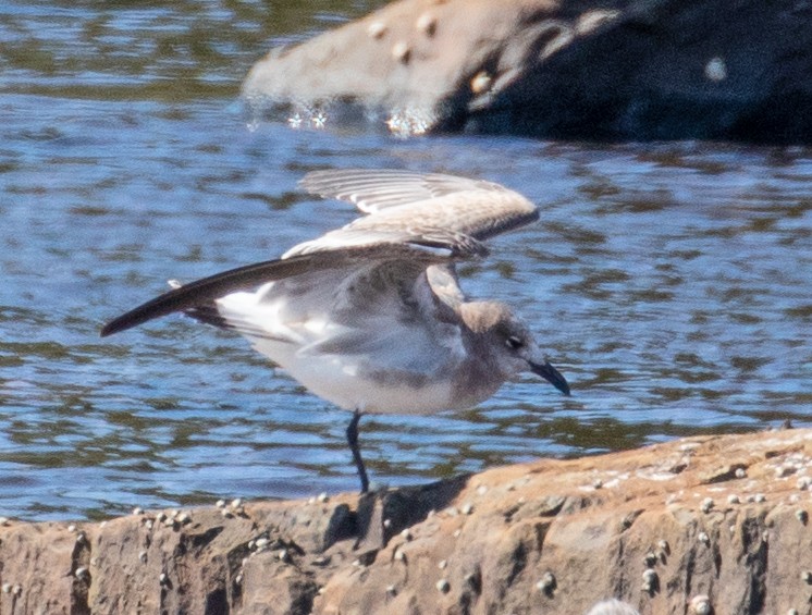 Laughing Gull - ML177653551