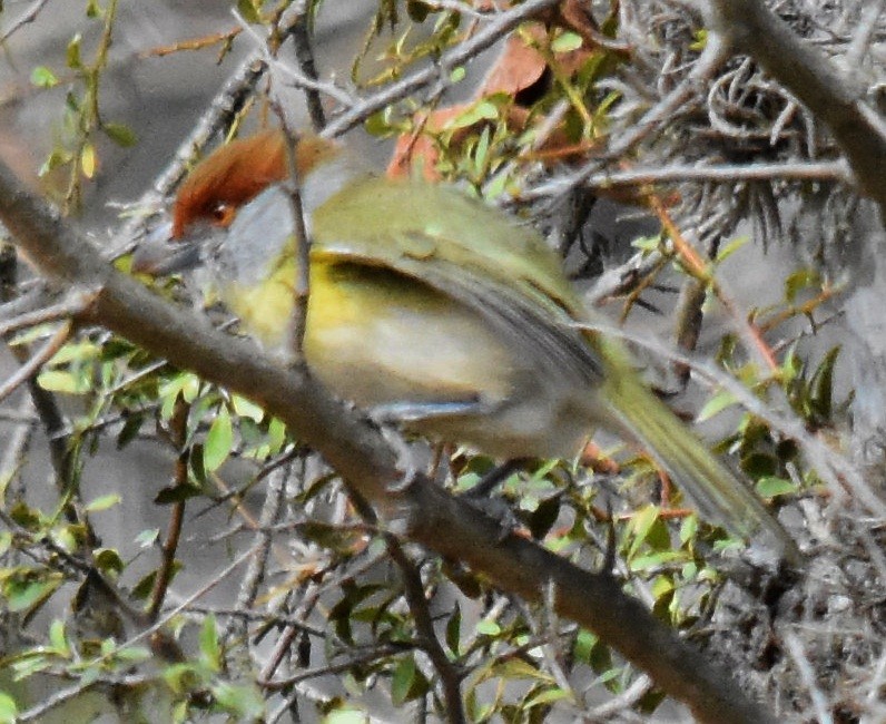 Rufous-browed Peppershrike - ML177653821