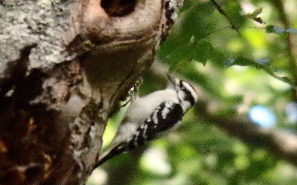 Downy Woodpecker (Eastern) - ML177654051