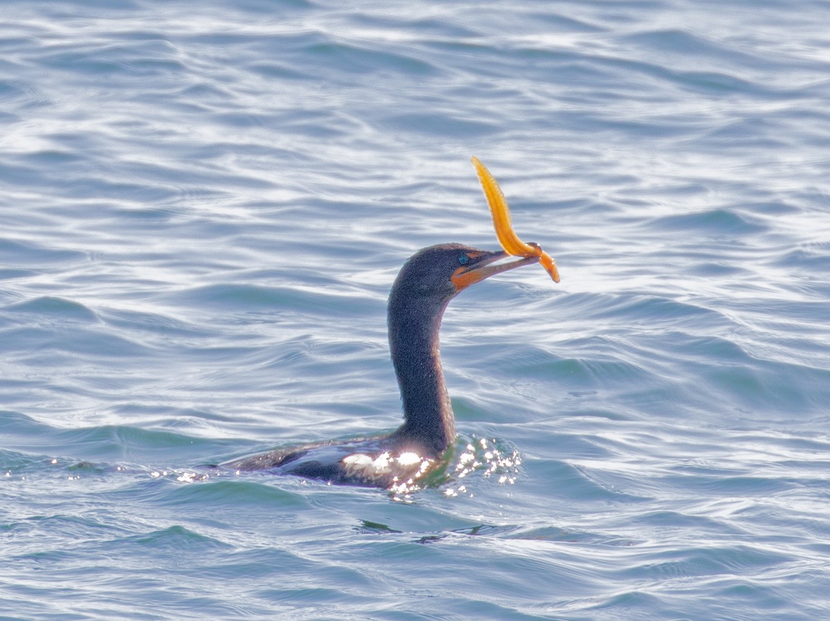 Double-crested Cormorant - ML177655551