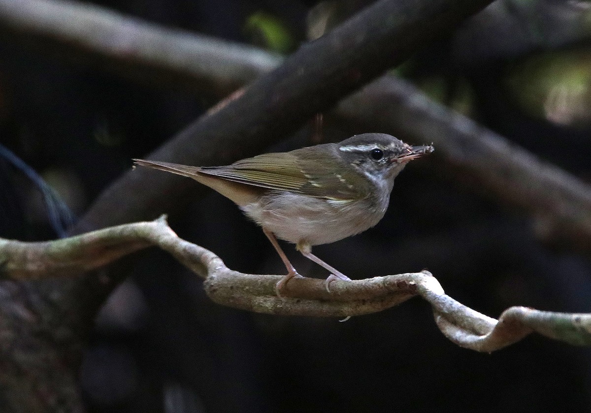 Pale-legged Leaf Warbler - ML177658101