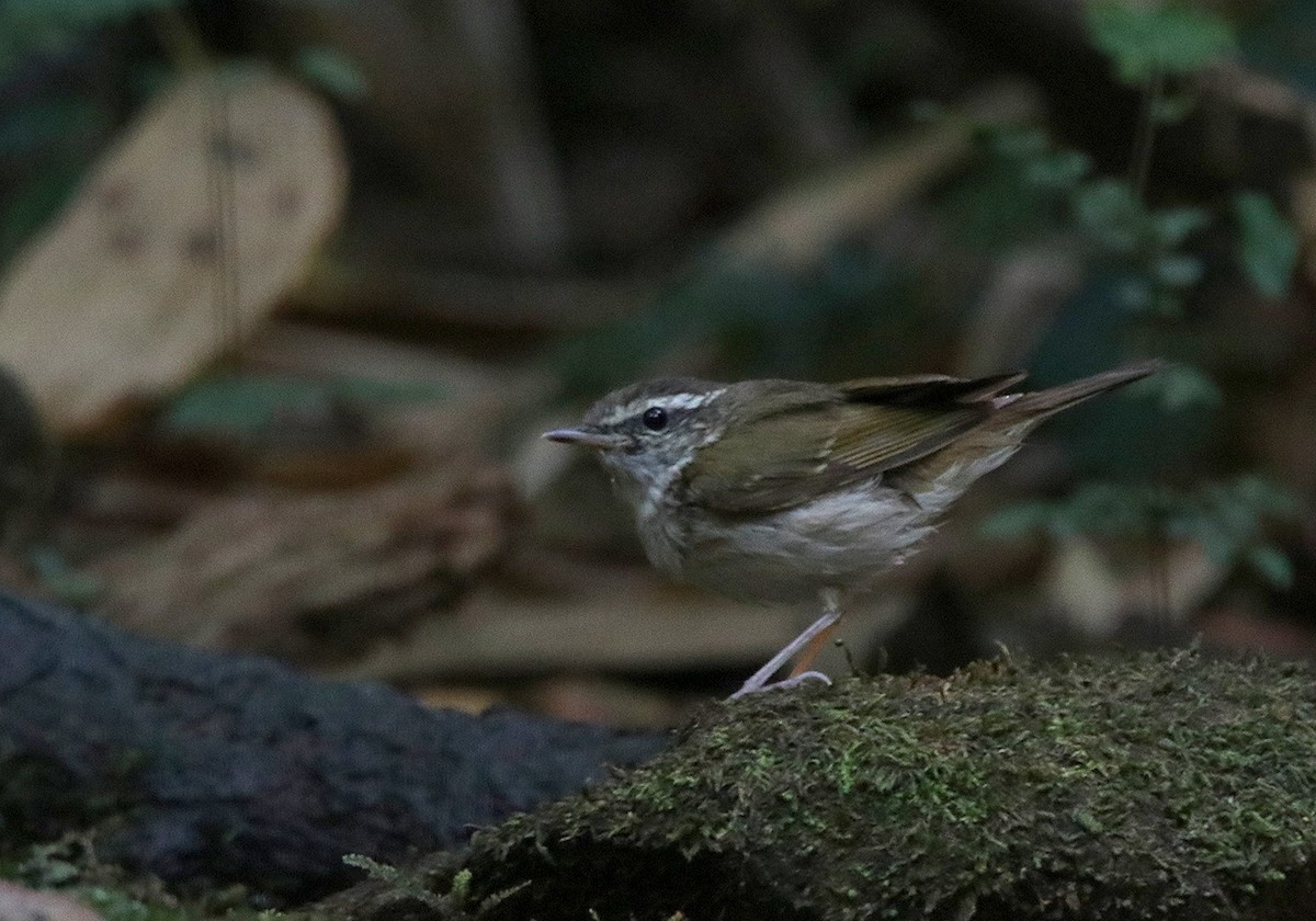 Pale-legged Leaf Warbler - Tim Avery