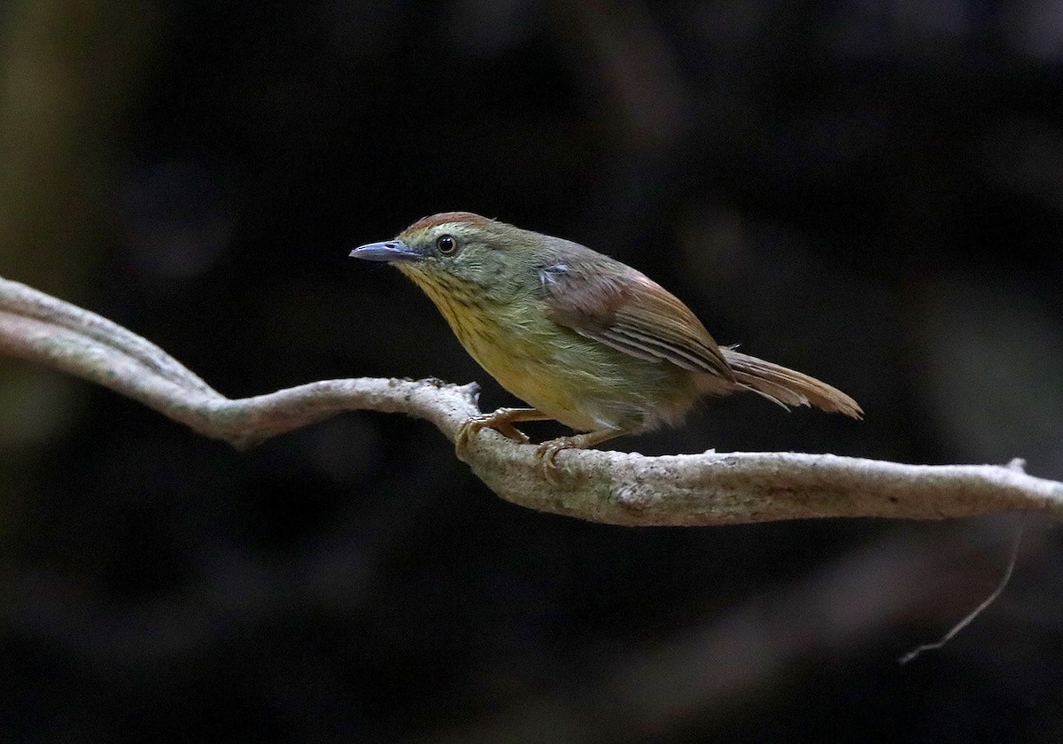 Pin-striped Tit-Babbler - ML177658141