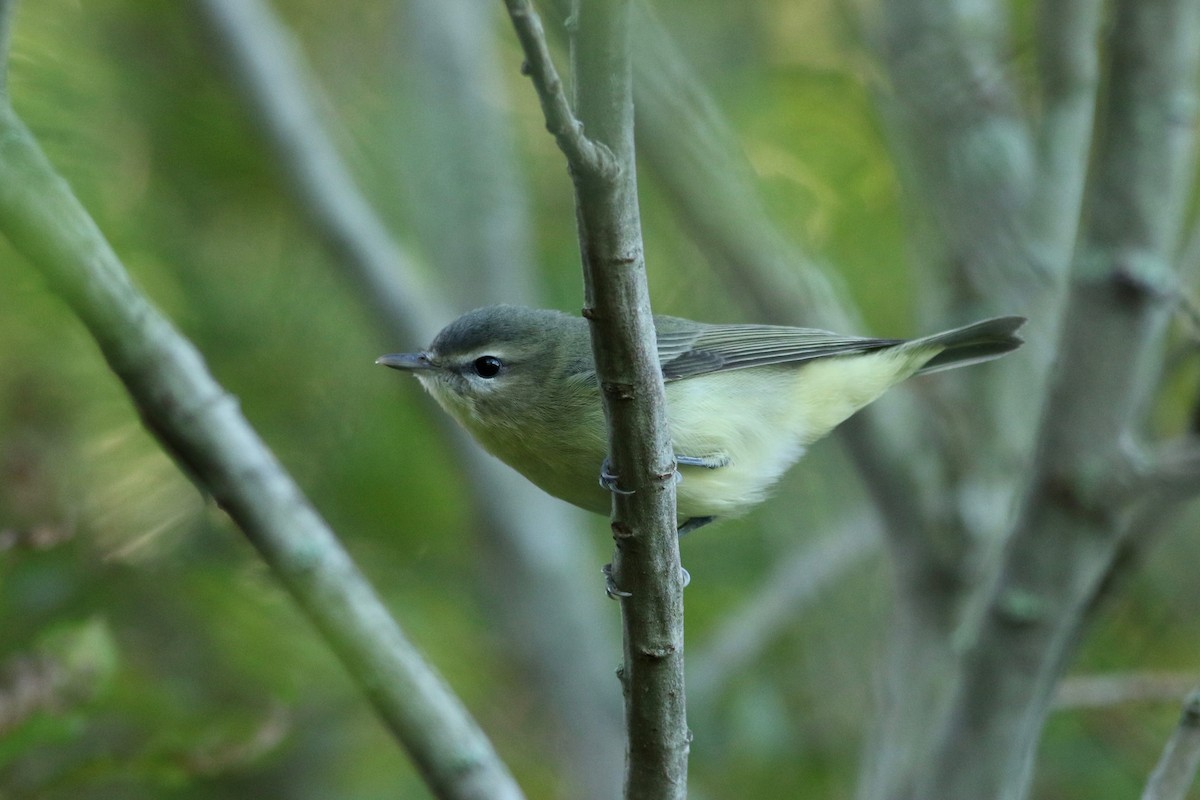 Philadelphia Vireo - ML177658971