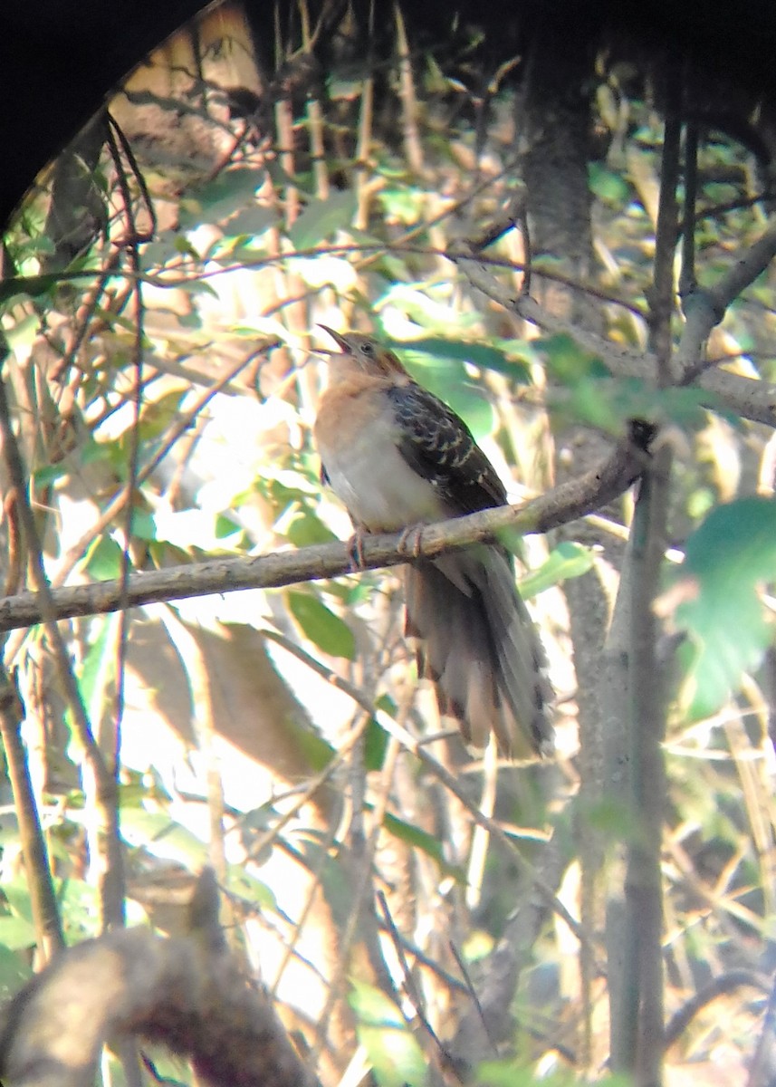 Pavonine Cuckoo - Carlos Otávio Gussoni