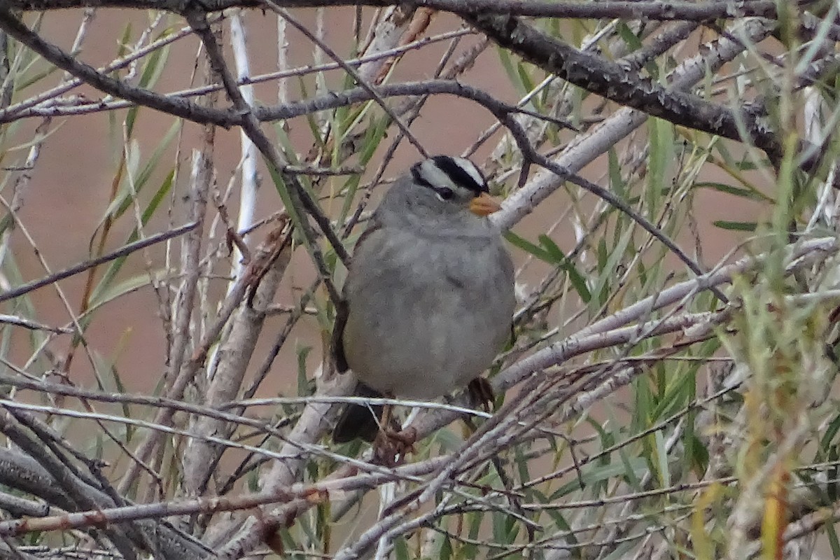 White-crowned Sparrow (Gambel's) - ML177659811
