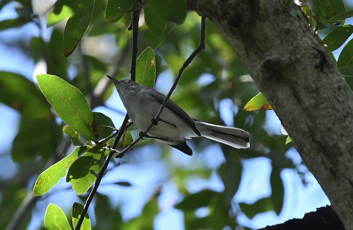 Blue-gray Gnatcatcher - ML177660291