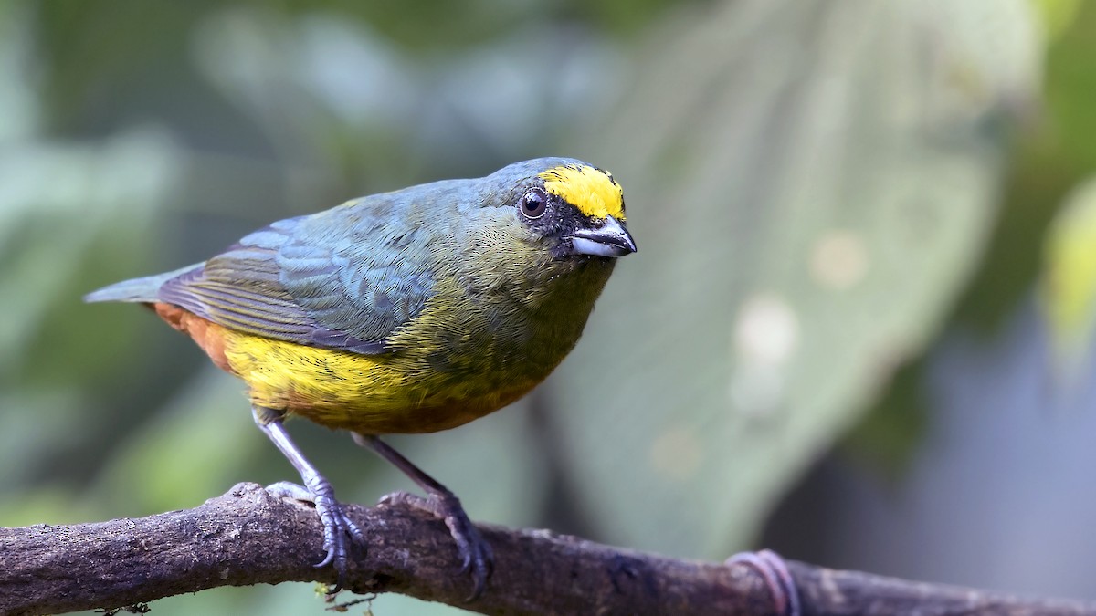 Olive-backed Euphonia - Arnaud Lacroix