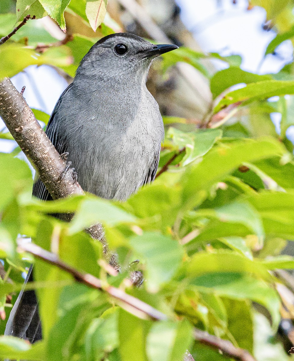 Gray Catbird - Bill Wood