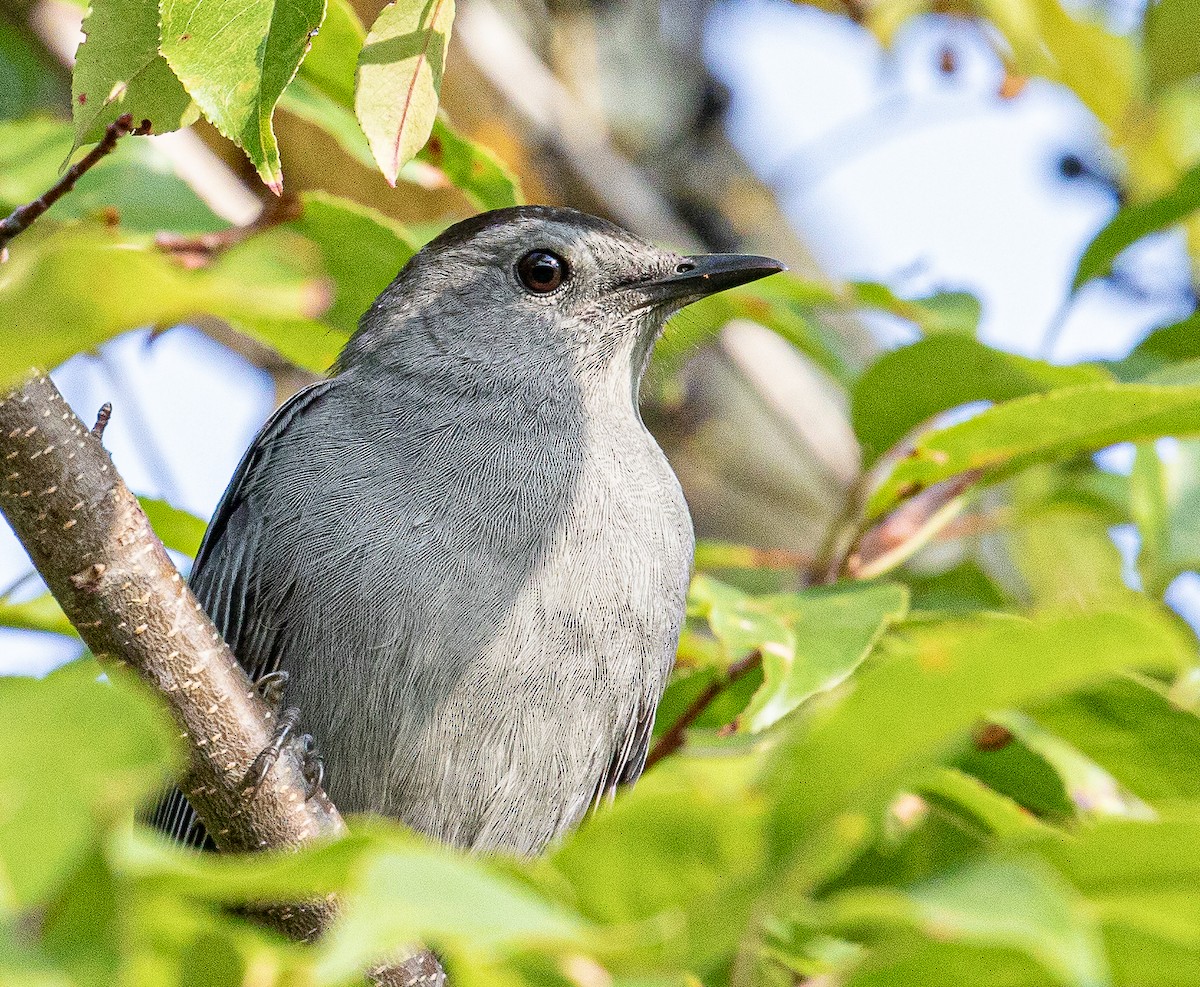 Gray Catbird - ML177661751