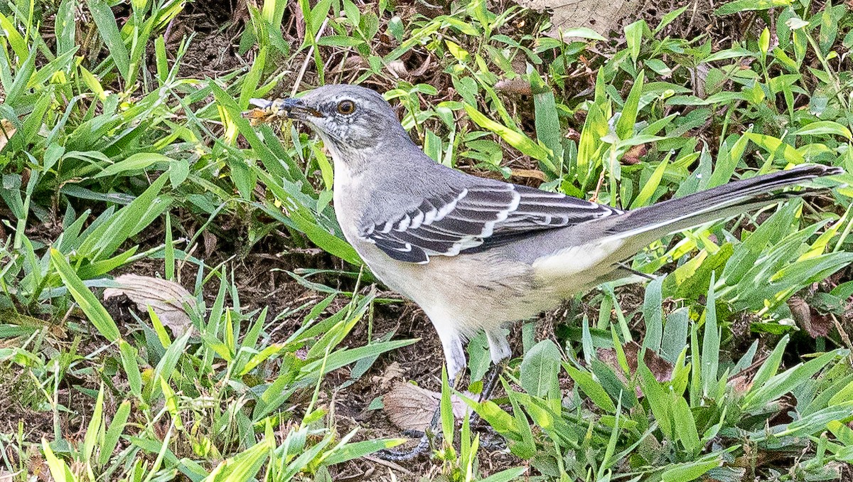 Northern Mockingbird - ML177661891