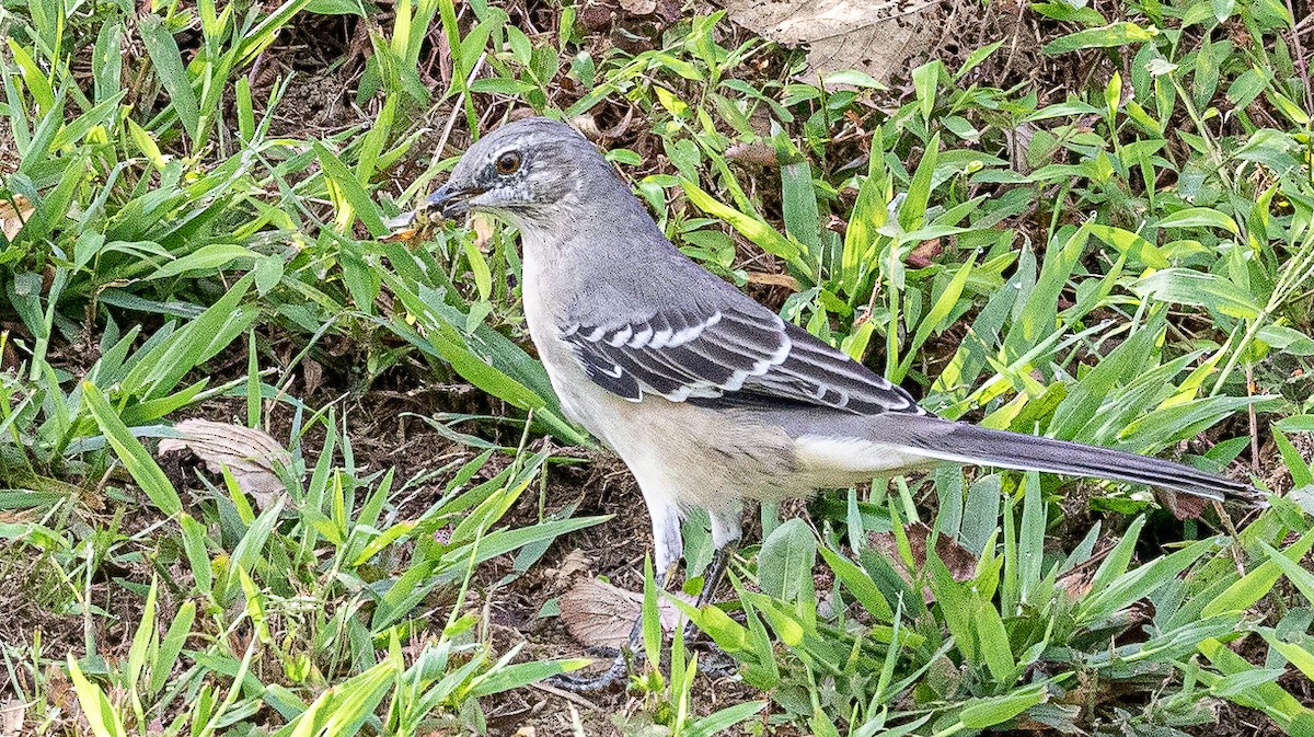 Northern Mockingbird - ML177661901