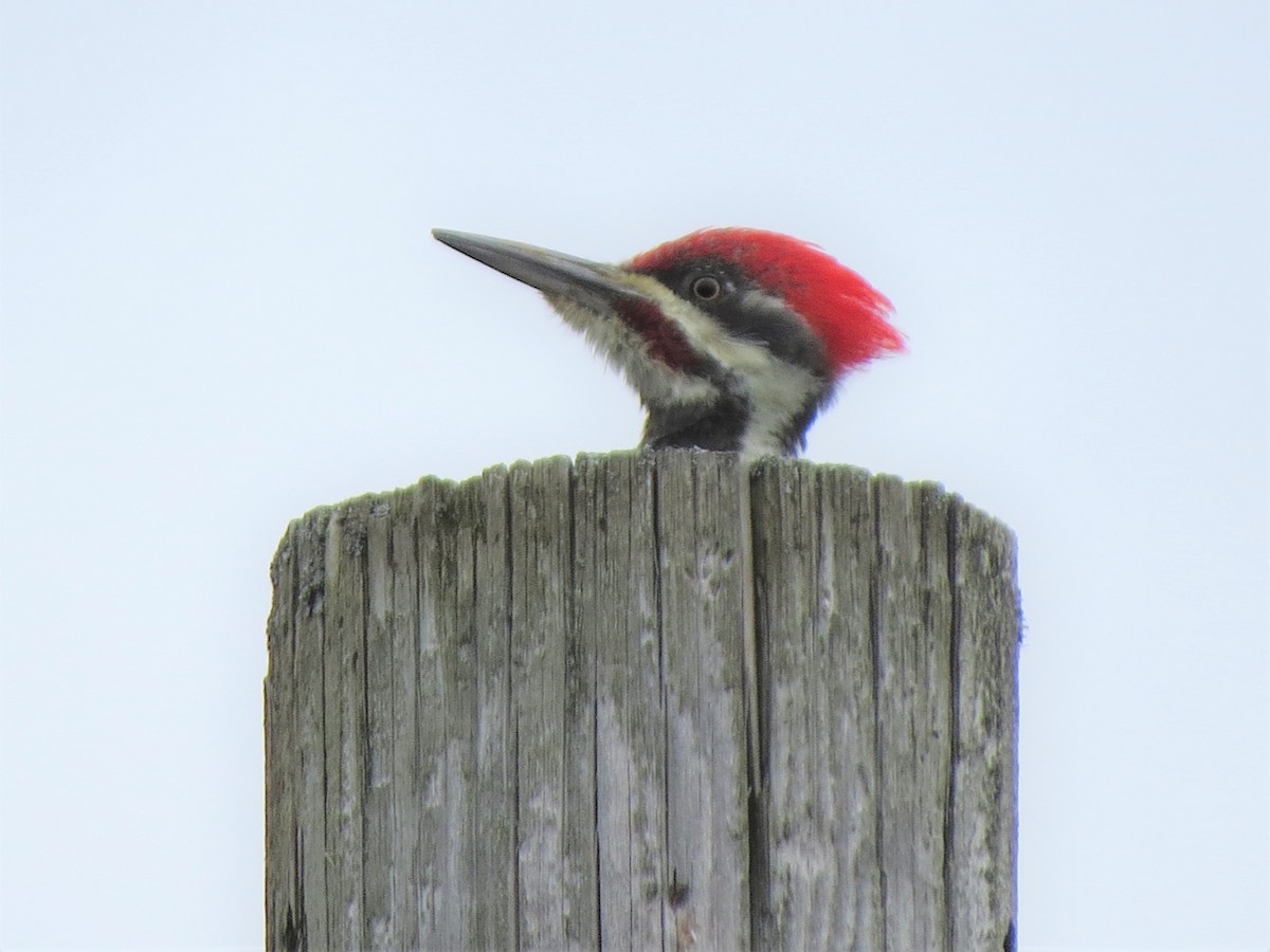 Pileated Woodpecker - ML177662611