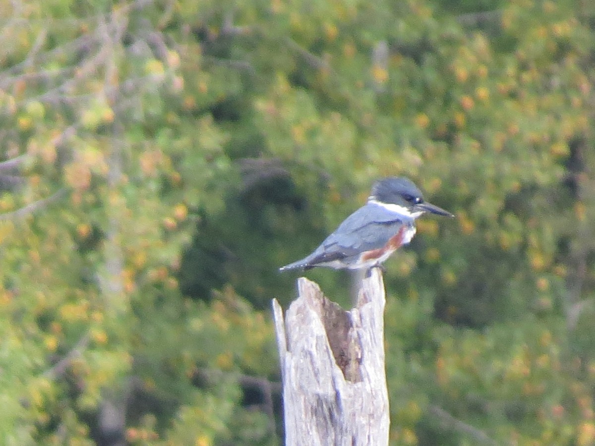 Belted Kingfisher - Jerry Smith