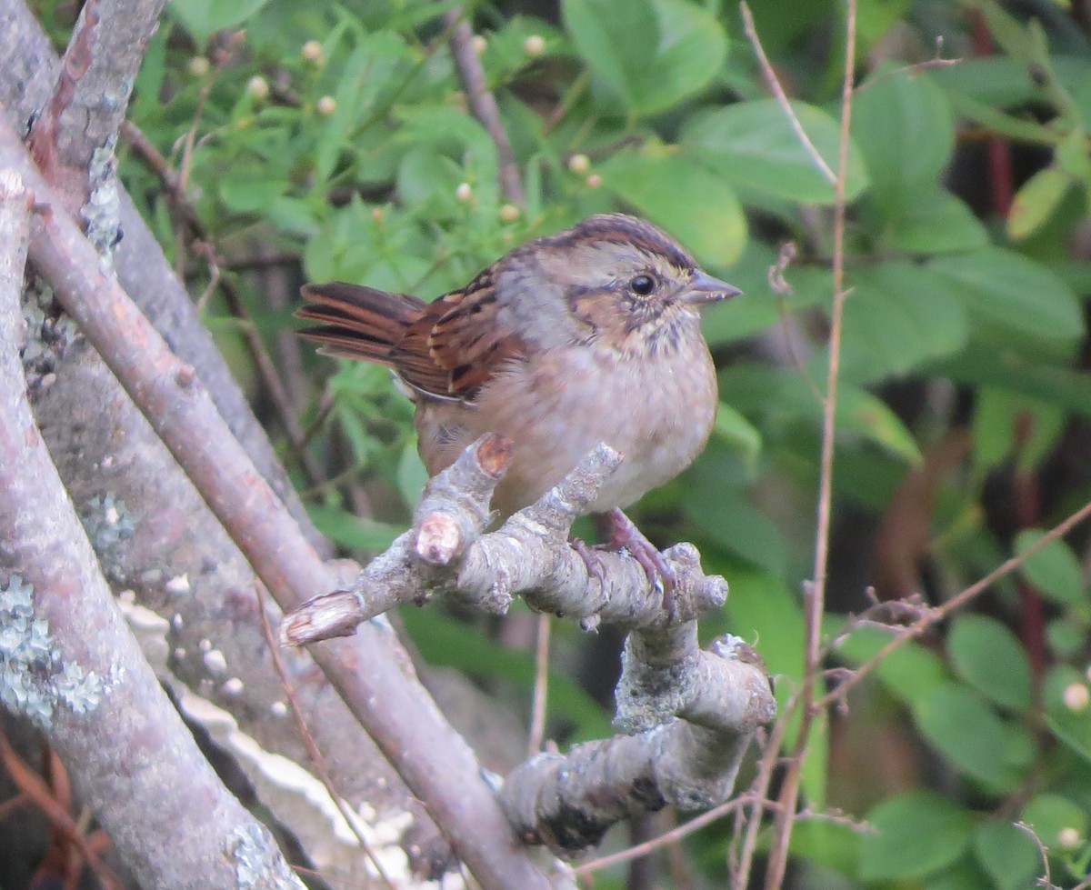 Swamp Sparrow - ML177663271